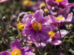 Anemone ‘Summer Breeze’