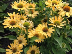 Echinacea ‘Yellow Pearl’