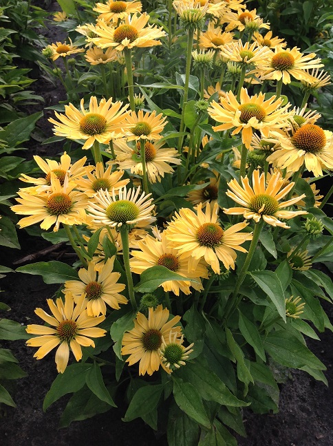 Echinacea ‘Yellow Pearl’