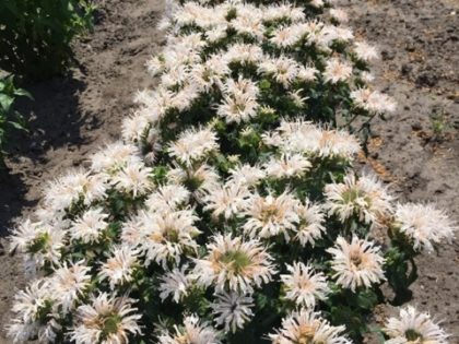 Monarda ‘Bee-Bright’