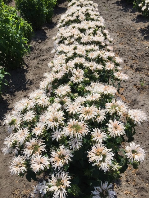 Monarda ‘Bee-Bright’