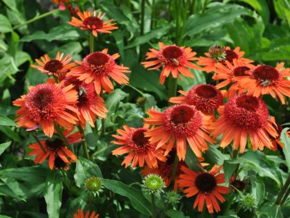 Echinacea ‘Carrot Cake’