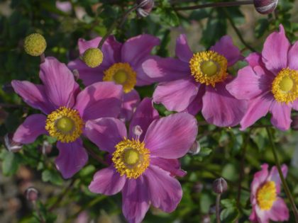 Anemone ‘Summer Breeze Vibrant Pink’