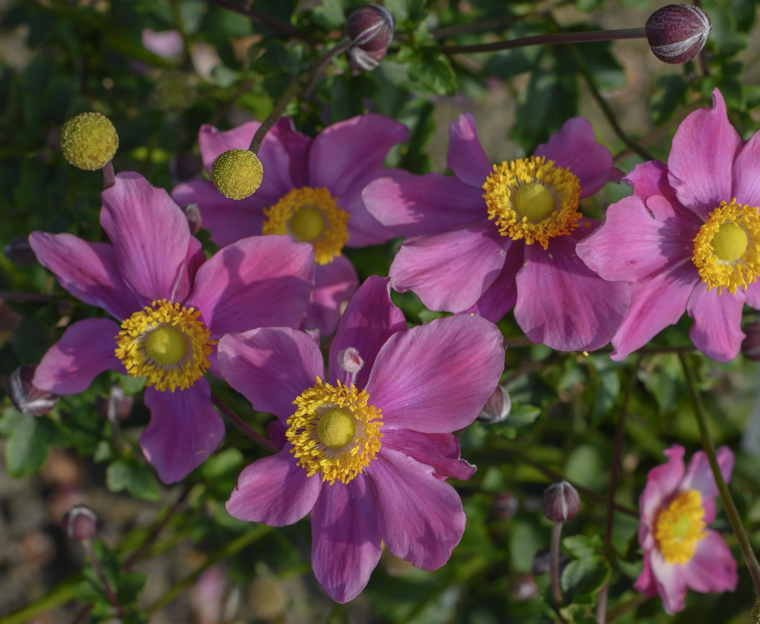 Anemone ‘Summer Breeze Vibrant Pink’