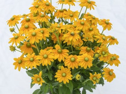 Rudbeckia ‘Passion’