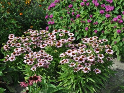 Echinacea ‘Pink Skipper’