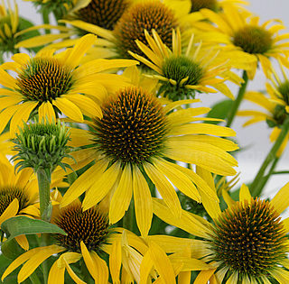 Echinacea Fountain ‘Yellow’