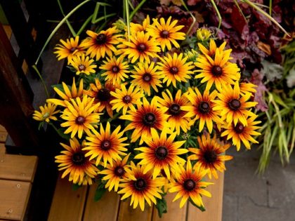 Rudbeckia ‘Sunbeam’