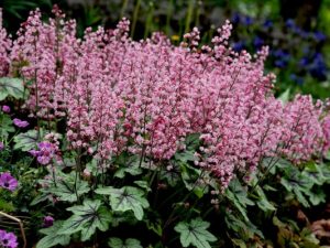 Heucherella ‘Pink Revolution’