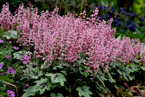 Heucherella ‘Pink Revolution’