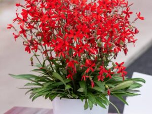 Silene