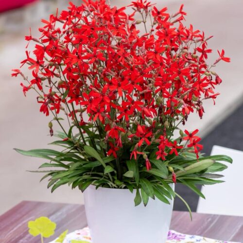Silene