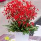Silene