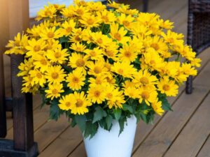 Heliopsis