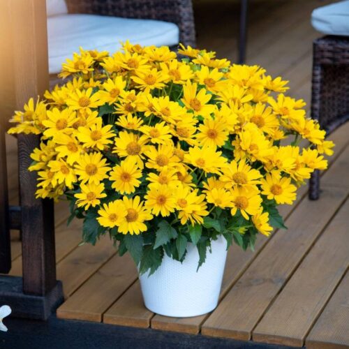 Heliopsis