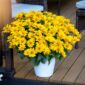 Heliopsis
