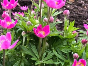 Anemone