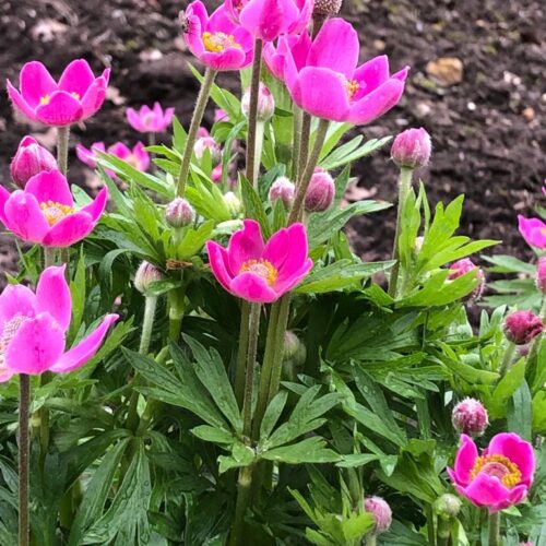 Anemone