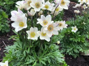 Anemone