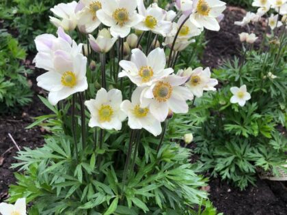 Anemone