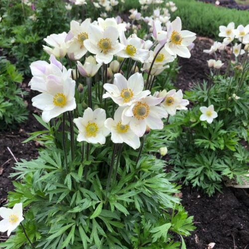 Anemone