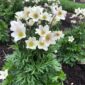Anemone